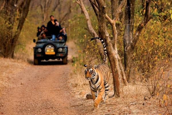 Wildlife safari at Ranthambore National Park with Golden Triangle Tour