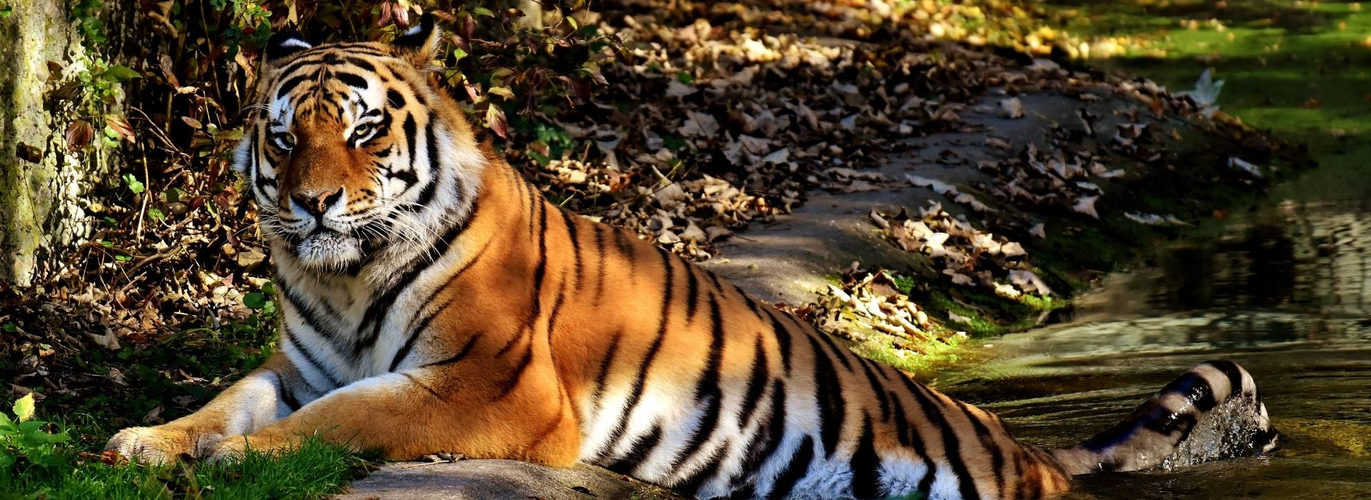 Delhi to Ranthambore Tiger Safari Expedition