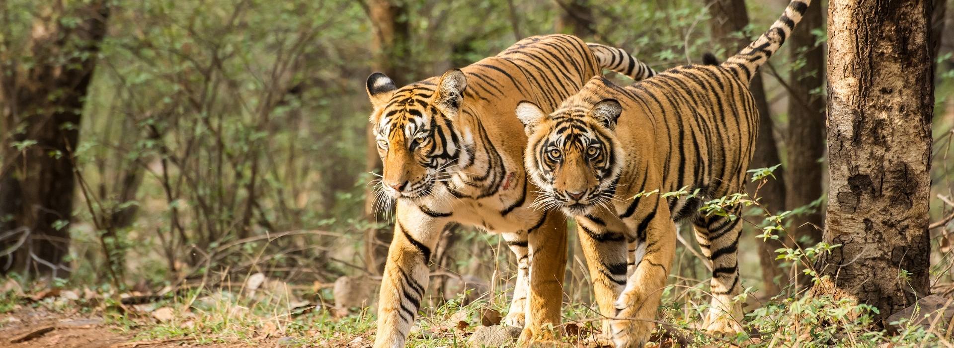 Golden Triangle with Gwalior Orchha Khajuraho & Tiger Safari