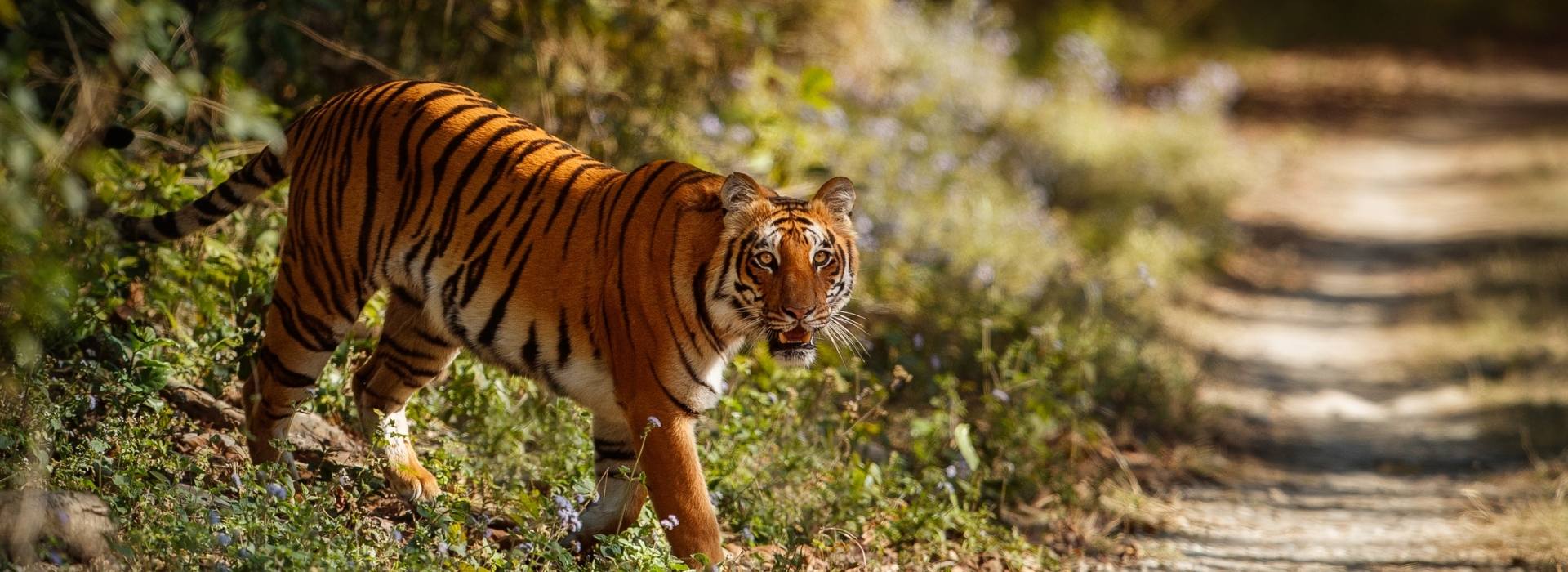 Wildlife Tours