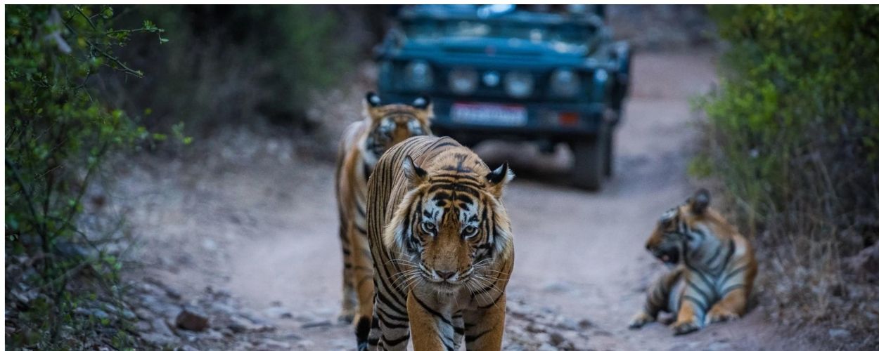 Ranthambore Safari Booking